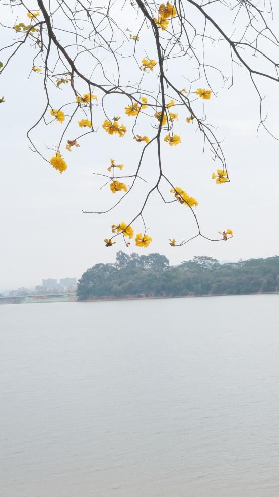 松湖春韵，巾帼绽风华 —— 三八活力团建行